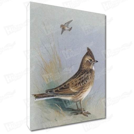 Bird Canvas Printing