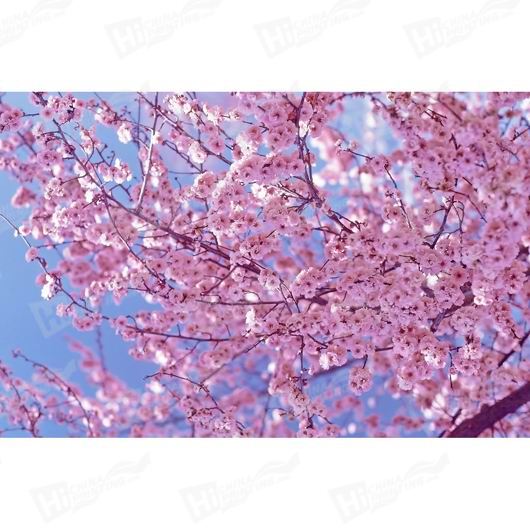 Blossom Canvas Printing