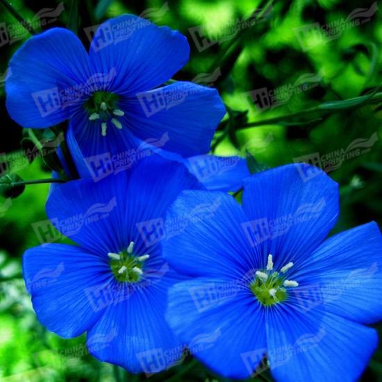 Blue Flower Canvas Printing