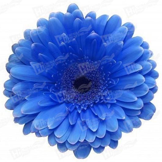 Blue Flower Canvas Printing