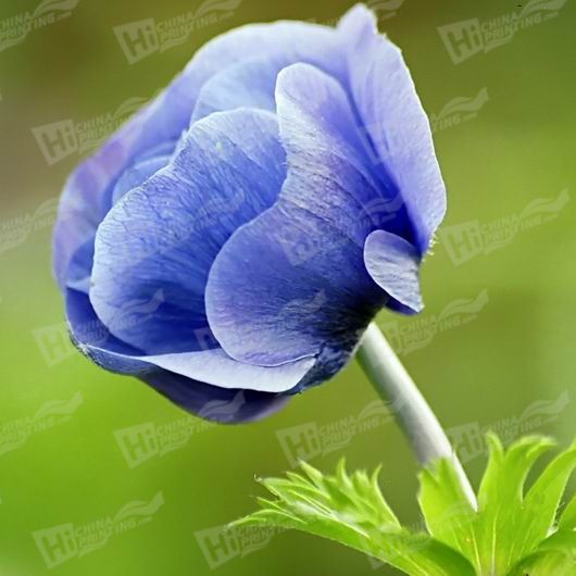 Blue Flower Canvas Printing