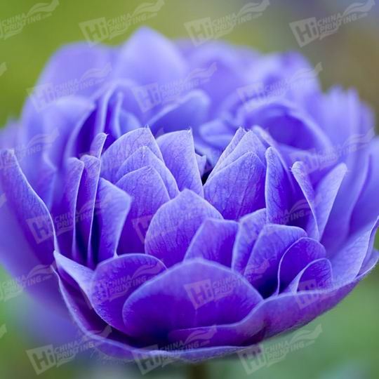 Blue Flower Canvas Printing