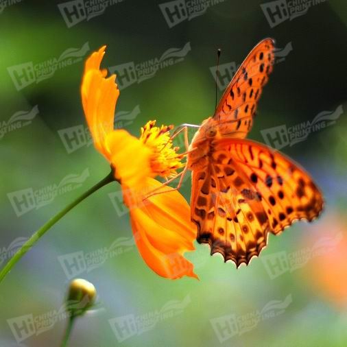 Butterfly And Flower Canvas Printing