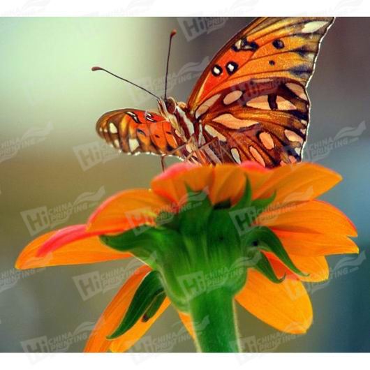 Butterfly And Flower Canvas Printing