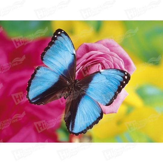 Butterfly And Flower Canvas Printing