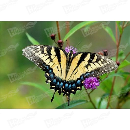 Butterfly And Flower Canvas Printing