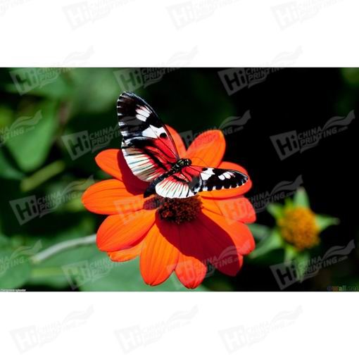 Butterfly And Flower Canvas Printing