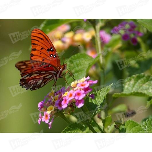 Butterfly And Flower Canvas Printing