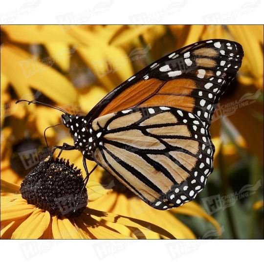 Butterfly And Flower Canvas Printing