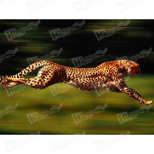 Cheetah Canvas Printing