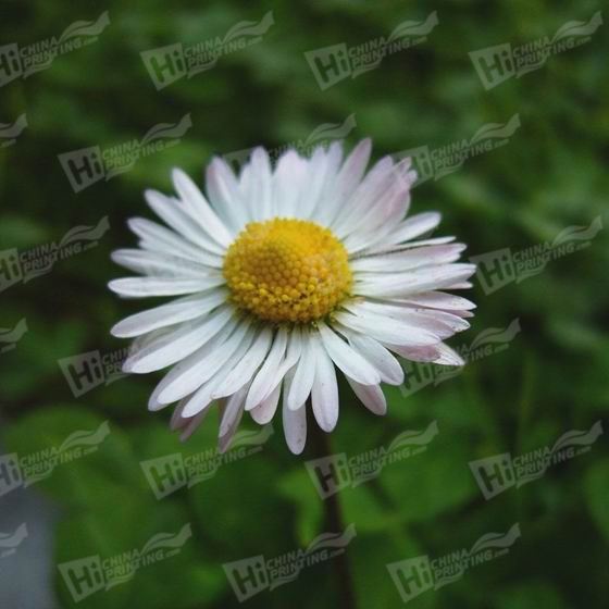 Daisy Canvas Printing