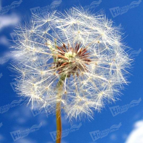 Dandelion Canvas Printing