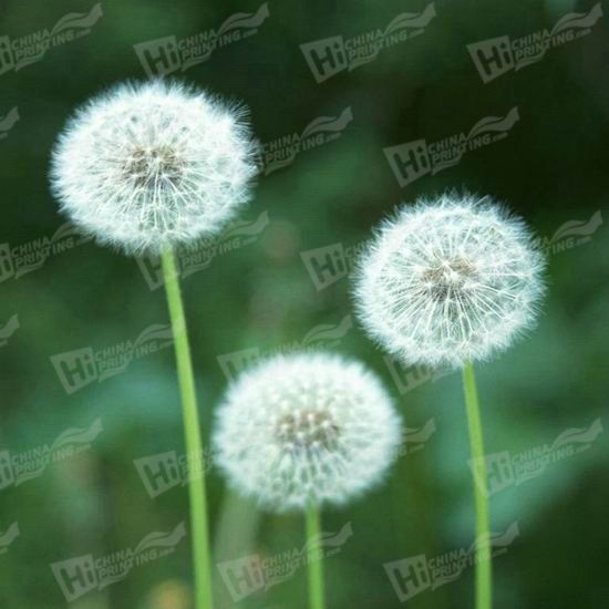 Dandelion Canvas Printing