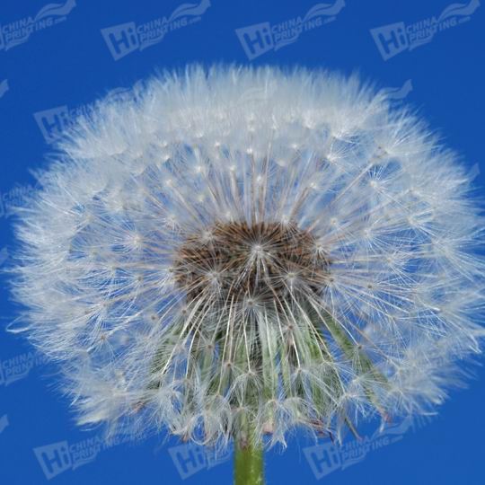 Dandelion Canvas Printing