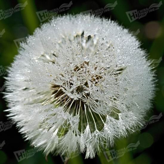 Dandelion Canvas Printing