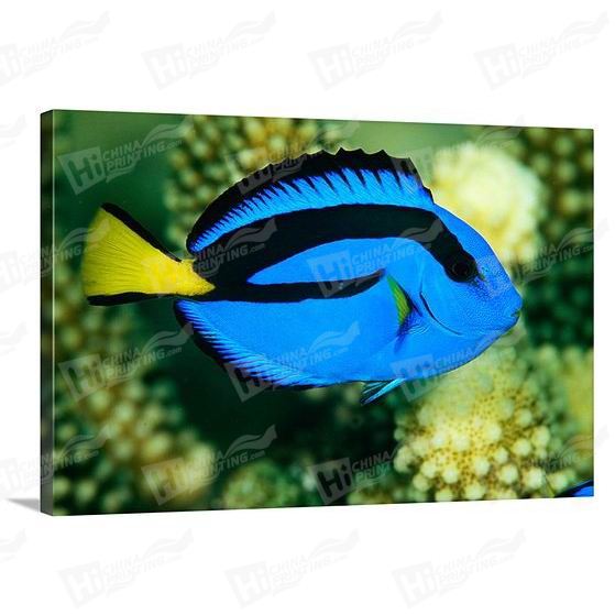 Fish Canvas Printing