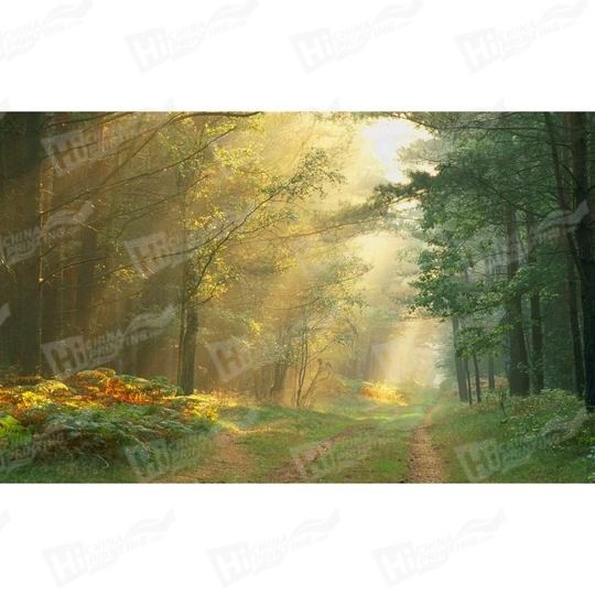 Forest Canvas Printing