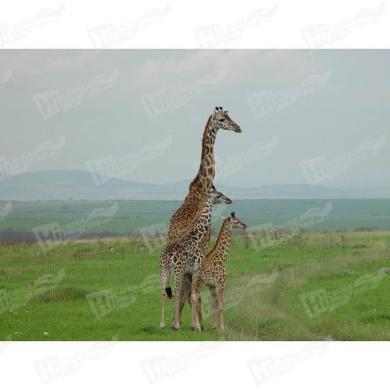 Giraffe Canvas Printing