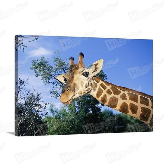 Giraffe Canvas Printing