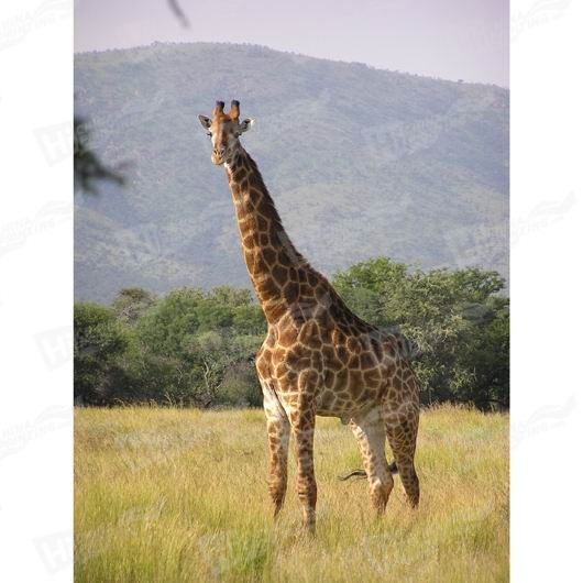 Giraffe Canvas Printing