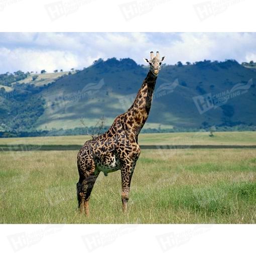 Giraffe Canvas Printing