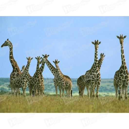 Giraffe Canvas Printing