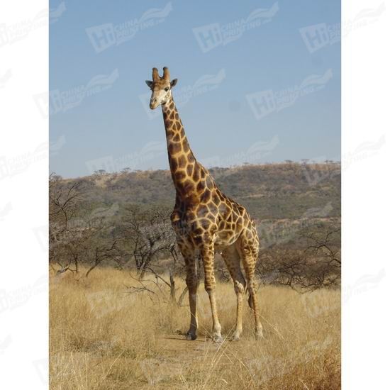 Giraffe Canvas Printing