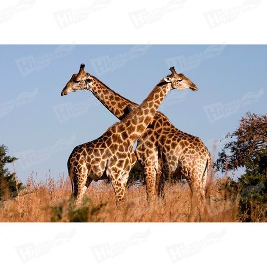 Giraffe Canvas Printing