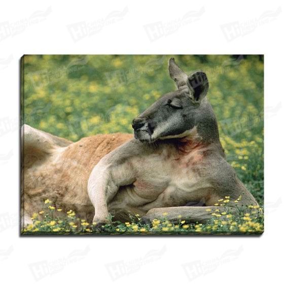 Kangaroo Canvas Printing