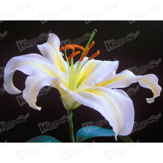 Lily Canvas Printing