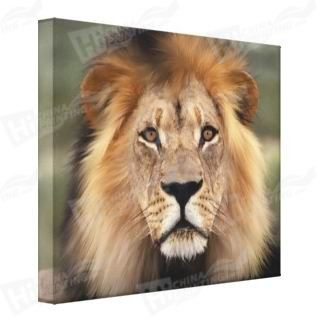 Lion Canvas Printing