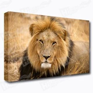 Lion Canvas Printing