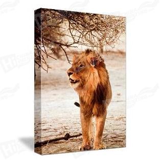 Lion Canvas Printing