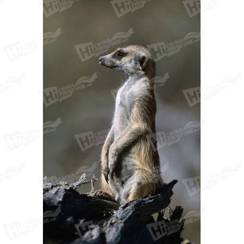 Meerkat Canvas Printing