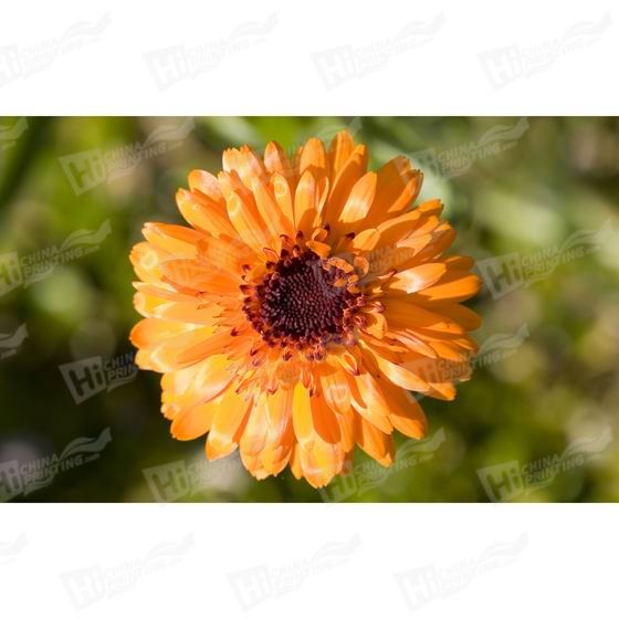 Orange Flower Canvas Printing