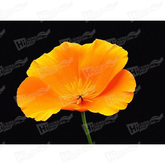 Orange Flower Canvas Printing