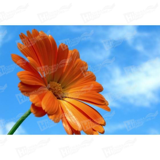 Orange Flower Canvas Printing