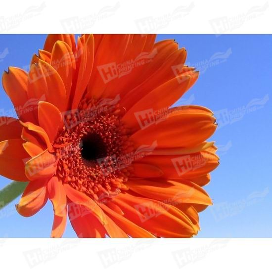 Orange Flower Canvas Printing