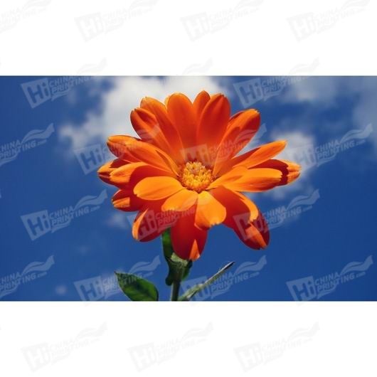 Orange Flower Canvas Printing