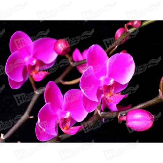 Orchid Canvas Printing