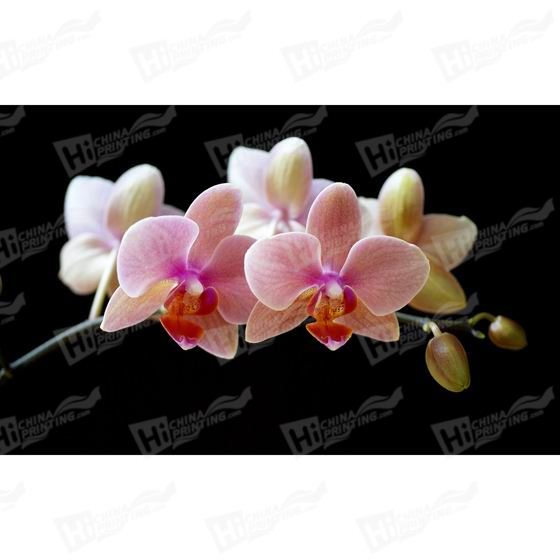 Orchid Canvas Printing