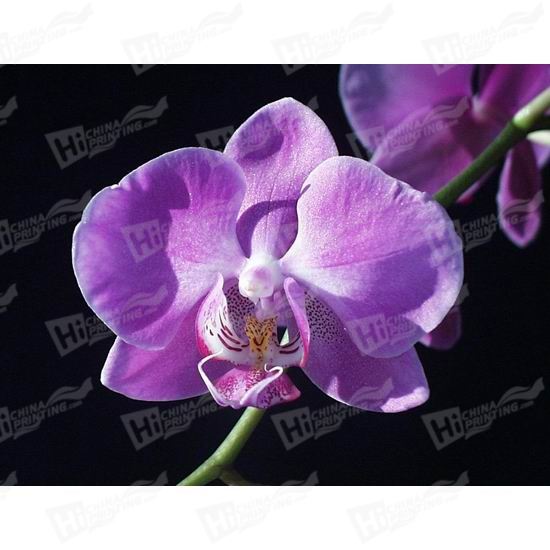 Orchid Canvas Printing