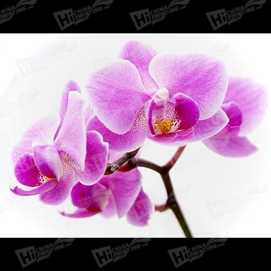 Orchid Canvas Printing