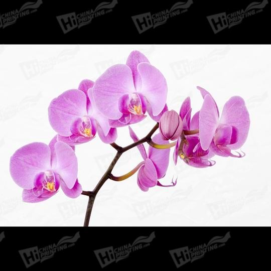 Orchid Canvas Printing