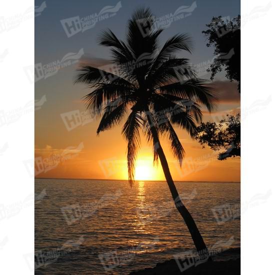 Palm Tree Canvas Printing