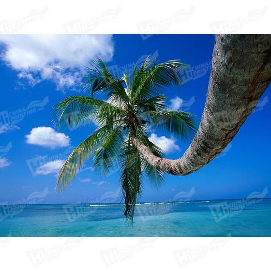 Palm Tree Canvas Printing