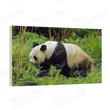 Panda Canvas Printing