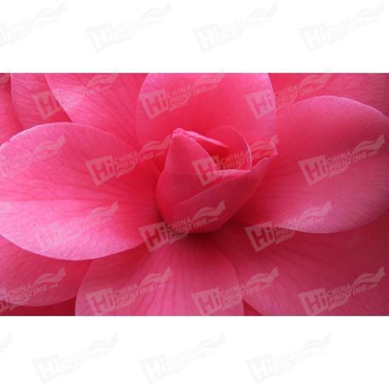 Pink Flower Canvas Printing