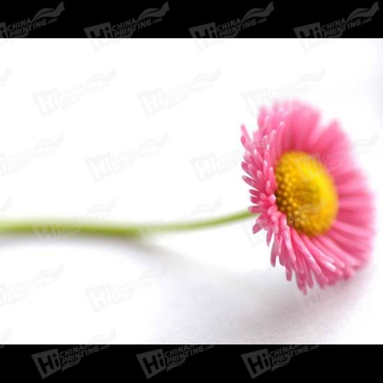 Pink Flower Canvas Printing