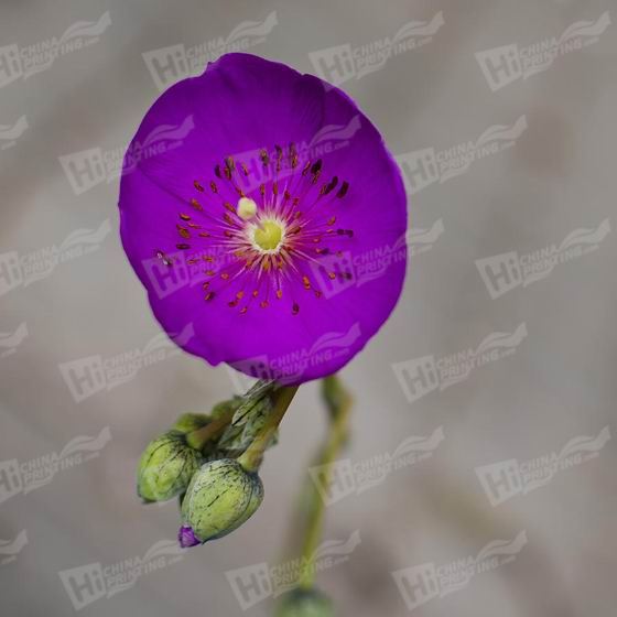 Purple Flower Canvas Printing